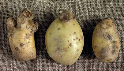 ljivi. Postoji niz razli itih reakcija gomolja krumpira na rak, pa se u nekim slu ajevima javljaju male izrasline koje se mogu zamijeniti s prašnom krastavosti (Spongospora subterranea (Wallr.