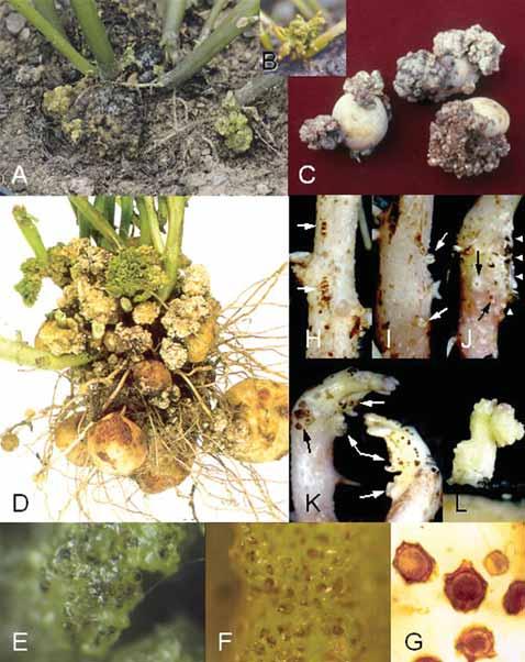Slika 8. A-D. Makroskopski simptomi: A. i B. Pojava tumora na bazi stabljike krumpira C. Tumori vidljivi tijekom va enja krumpira. D.