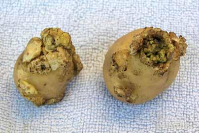 SIMPTOMI BOLESTI Simptomi se uglavnom mogu uo iti na svim podzemnim organima biljke (gomolji i stoloni) osim korijena (slike 4. i 8.). To je ujedno i jedan od razloga zašto se zaraza primje uje tek u vrijeme va enja krumpira.