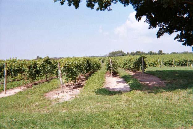Site No.12: Orchards & Berries A Drive-By In this region of Allegan County you will see apples, peaches, cherries, grapes and berries being grown.
