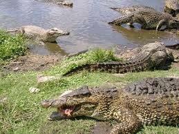 Visit to the biggest Crocodile Farm in Cuba. 4. Tour by motorboat over the Treasure Lagoon. 5.