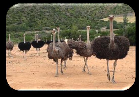 Day 10 Oudtshoorn/Geroge Knysna Today enjoy the Safari Ostrich Farm. The tour starts in the breeding camp, where stages of their life cycle are explained.