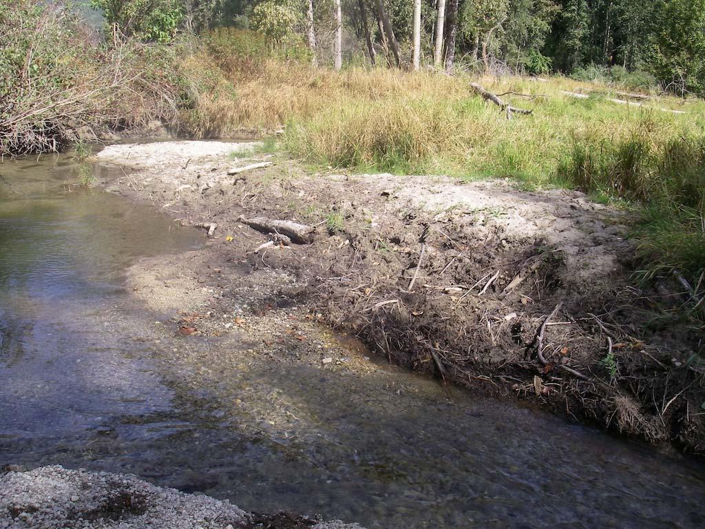 Figure 3 Cattle damage caused by trampling, along Boulder Creek.