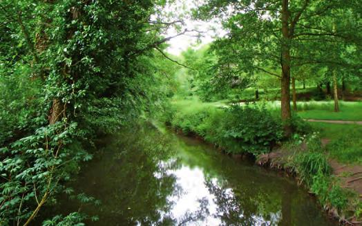 HORSHAM RIVERSIDE WALK: The rivers and their riverine ecology form important wildlife corridors linking the nature reserves of Warnham LNR, Chesworth Farm and Leechpool and Owlbeech Woods.