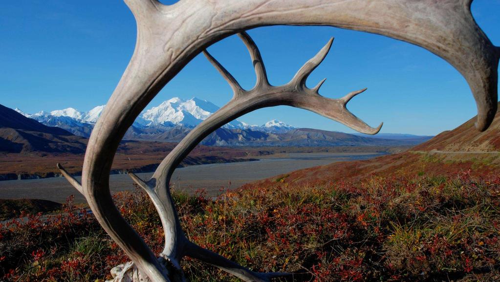 DENALI AT A GLANCE This adventure is the perfect introduction to Denali National Park, a fixture