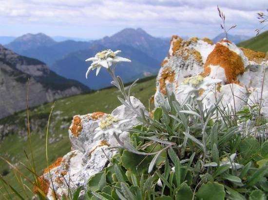6. Are there edelweiss flowers in The Central Balkan National Park?