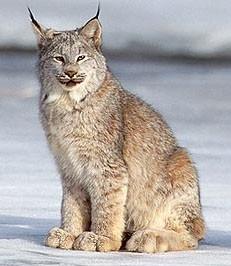 /Answer: No/ LYNX WILD CAT Lynx is often