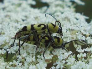 Неке врсте имитирају мраве, пчеле и осе, како би се заштитили од предатора, док се о разлозима за обојеност већине врста мало зна. Обично су осредње велики, а понекад и врло крупни тврдокрилци.