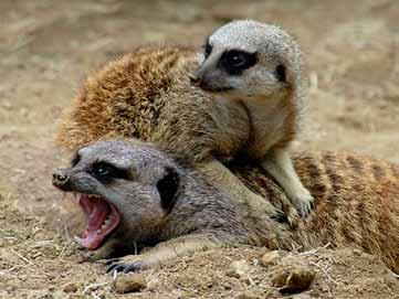 Meerkat Warns Intruder by