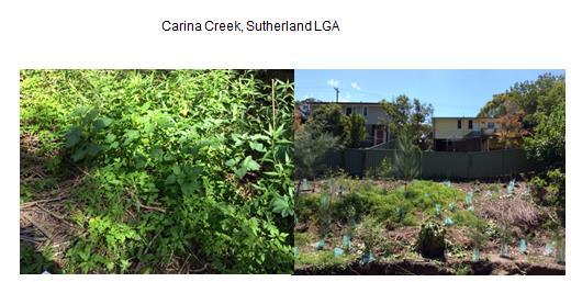 5 Carina Creek Sutherland Weed