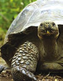 See colorful land iguanas in their ideal nesting grounds, giant tortoises, Darwin s finches, and the bay s
