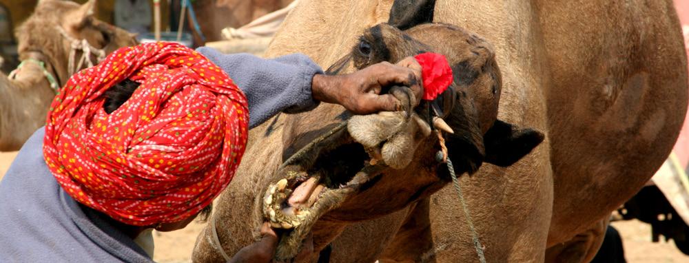 6-8 Pushkar Travel on to Pushkar today for the Camel Festival. The world s largest camel fair, the fair takes place on the banks of the Pushkar Lake.