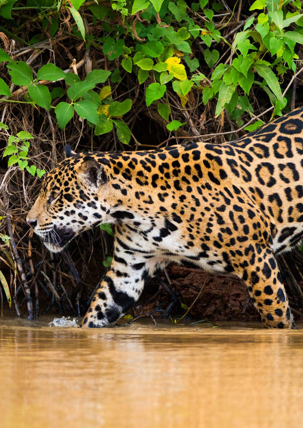 Brazil s Jaguar Safari