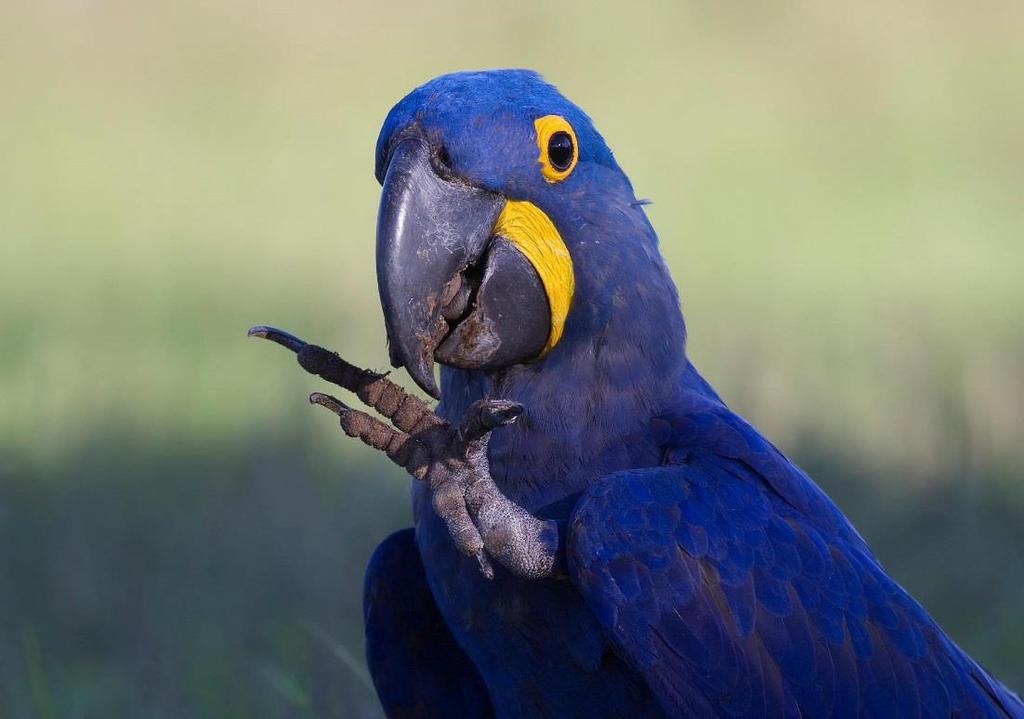 The star of the area is the hyacinth macaw, the world s largest parrot and one of the rarest except in the Pantanal.
