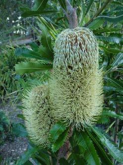 Local fauna Banksia serrata flowering at present common between Sydney and here. A successful species for this area.