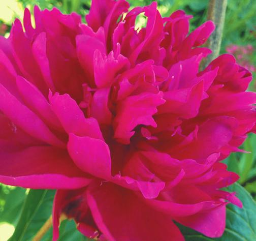 Peony Peony roots are available for