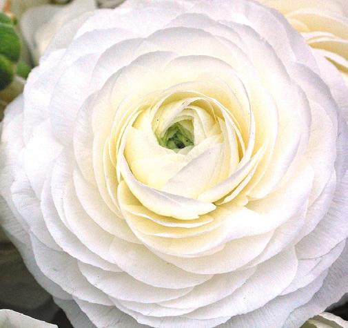 Ranunculus can be planted in the fall or late