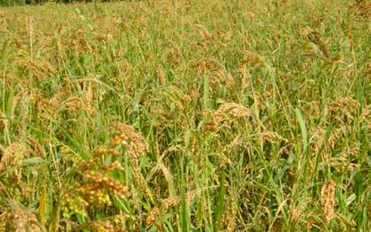 odgovor na podnebne spremembe Slika 3: Sudanska trava primerna za košnjo dija latenje. Transpiracijski koeficient dosega vrednosti do 250. Je vsestransko uporabna rastlina.