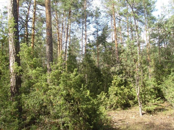 nest in Polesie forests, Kyiv region of Ukraine.