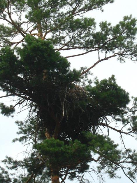 National nature park Slobojansky, Krasnokutsk district, Kharkiv region of Ukraine. Now protected area around the nest. Right-Fig.