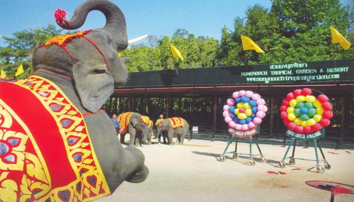 various regions of the country. The elephants show is the highlight of the afternoon with their amazing musical and circus performance. Buffet Lunch at Nong Nooch Gardens. Evening is free for leisure.