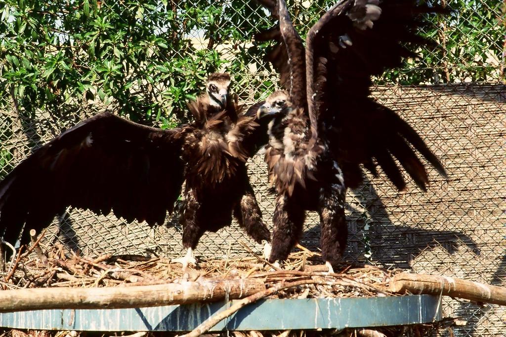 Objective 4 Extension of the Black vulture repartition and populations links Cage technique: Rehabilitation Centers (Spain)