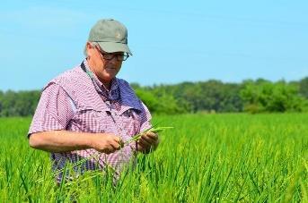 11 September 2015 For Arkansas rice farmer, hope for sales to Cuba even as exports drop Will sales come before Arkansas farmer Joe Mencer retires?