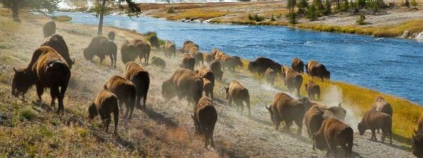 THE ITINERARY Overnight: Shelby, Montana Day 6 Shelby - Head-Smashed-In Buffalo Jump - Banff, Canada This morning cross the Canada-US border into Alberta, Canada and visit Head-Smashed-In Buffalo