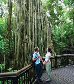 7 Day Cape Tribulation and Cooktown Bloomfield Track Cape Tribulation Spirit of Queensland Cape Tribulation Cooktown Bloomfield Track Daintree River Cruise north overnight to Cairns.