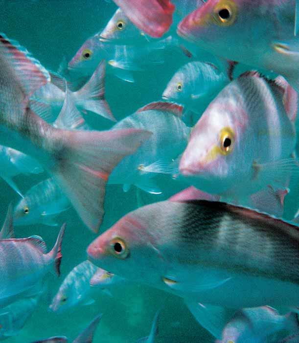 Researchers at the CRC for the Great Barrier Reef World Heritage Area (CRC Reef) have developed a computer modelling system to predict the travel patterns of millions of tiny fish