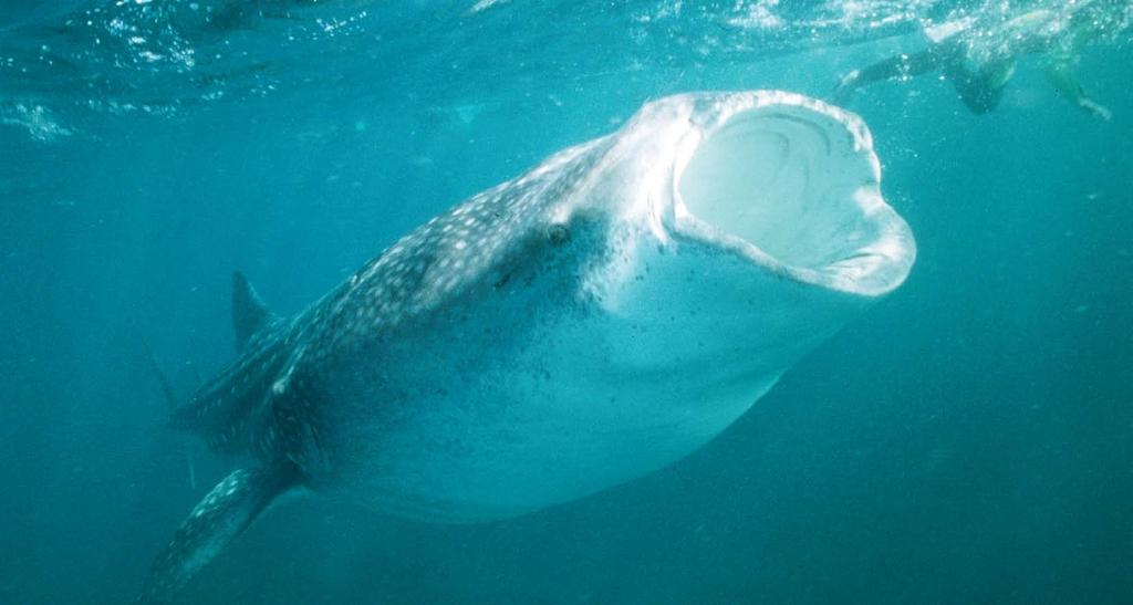 WOW! Anyone lucky enough to have encountered a whale shark face-to-face will tell you that it s an awesome experience. And size is not the only amazing thing about this fish.