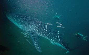 As long as whale sharks prosper and coral reefs thrive, there is reason for hope that humankind will achieve an enduring relationship with the ocean, the cornerstone of Earth s life support system.