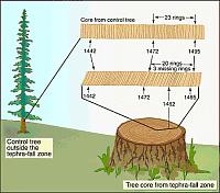 Series of bad harvests Dendrochronology: tree rings