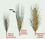 572-577 Wheat The main source of calories for the Mycenaeans Needs rain