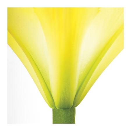 Yellow Green Lily