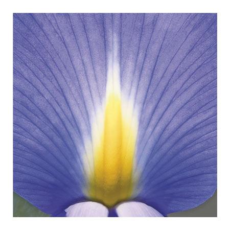 Blue Iris Abstract