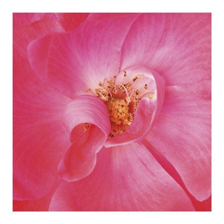 TR16876 Pink Rose