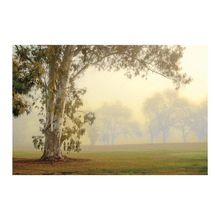 Eucalyptus -