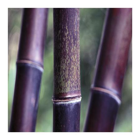 Bamboo 9 -