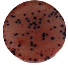 TECHNIQUE AND TROUBLESHOOTING 1 Craters: When pipetting too slowly, sometimes the center of the