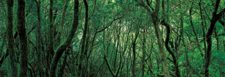 INTENSE EVOCATIVE GREEN The Teno Massif is home to a large laurel forest dating back to the Tertiary Period.
