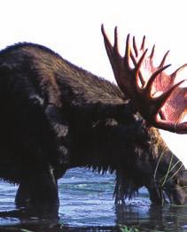 MOOSE SIGHTING GUARANTEE: If you don t see a moose, or your tour doesn t meet your every expectation..., just ask and the next one is on us.