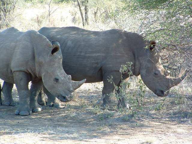 Game viewing is excellent in the area. Rhino, leopard and wild dog are particularly regularly seen.