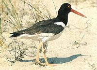 trash and fishing gear. As these mammals are protected, do not harass or feed them. AMERICAN OYSTERCATCHER Around Pinellas County, you will encounter a number of oyster beds.