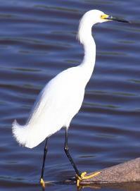 While they are the same 45 White Morph Heron species of bird, the white morph colored heron is distinguishable by a solid white body, yellow beak and pale legs.