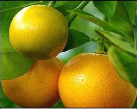 Neretvanska mandarina Mandarines