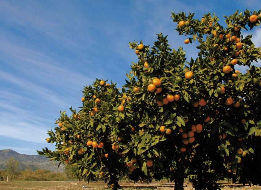 Neretvanske mandarine (Mandarines from Neretva valley) Plantation area about 1.600 ha Lot sizes 0,1-2,0 ha Production 50.000 60.000 t; domestic consumption 20.