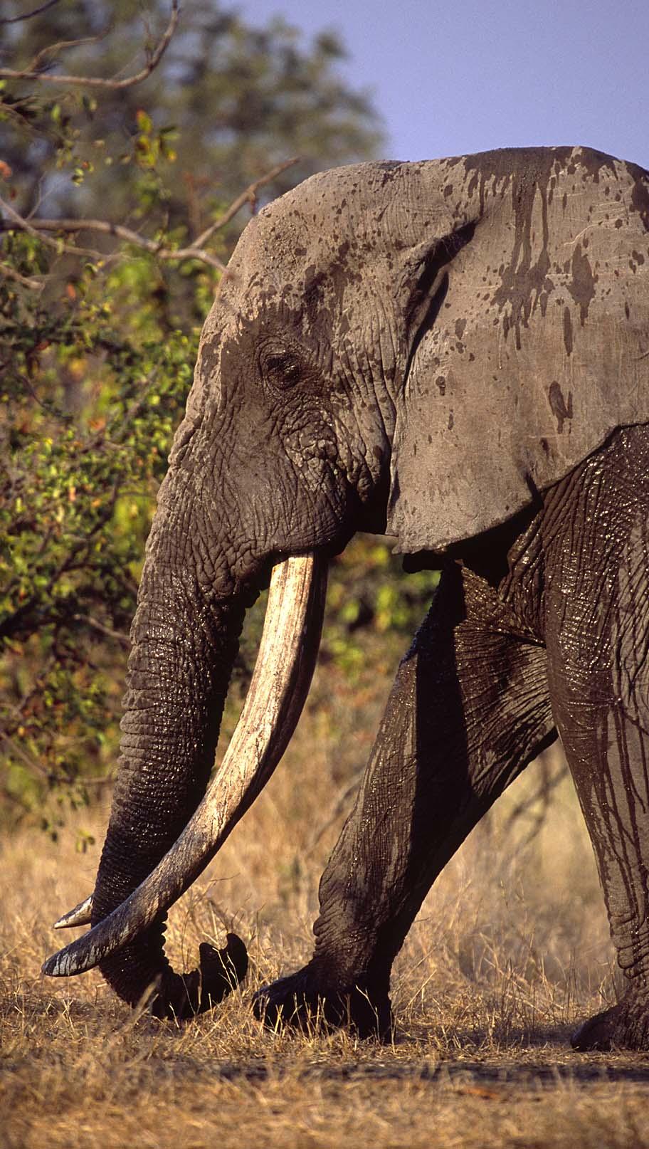 Population numbers - Kruger National Park - Number of elephants 12000 10000 8000 Culling 6000 1965 1975 1985 1995