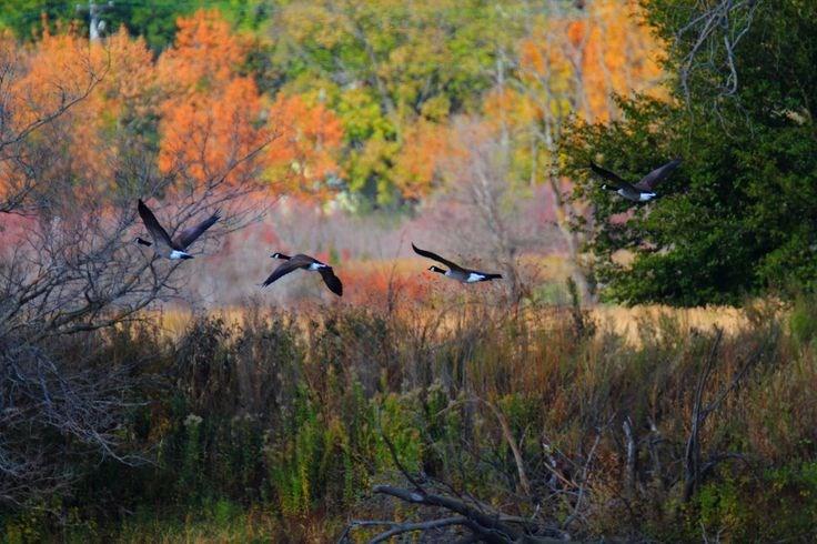 THE ITINERARY Wednesday, October 18: After boarding our motorcoach in Lincoln we will travel about an hour to DeSoto Bend National Wildlife Refuge.