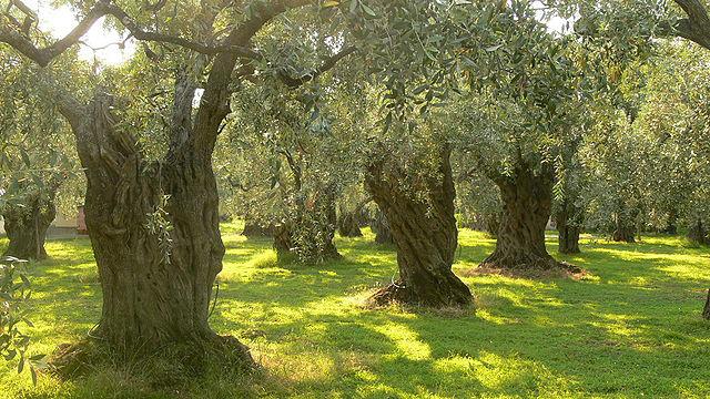 A Child s Geography Many olive trees in groves around the Mediterranean are said to be hundreds of years old, and some even as ancient as 2,000 years old (image of Greek olive grove is in the public